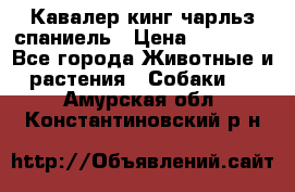 Кавалер кинг чарльз спаниель › Цена ­ 40 000 - Все города Животные и растения » Собаки   . Амурская обл.,Константиновский р-н